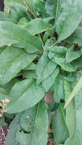 Russian comfrey plant - 3,