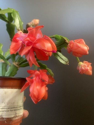 Christmas thanksgiving cactus - christmas,