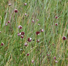 Crow garlic (Allium vineale)