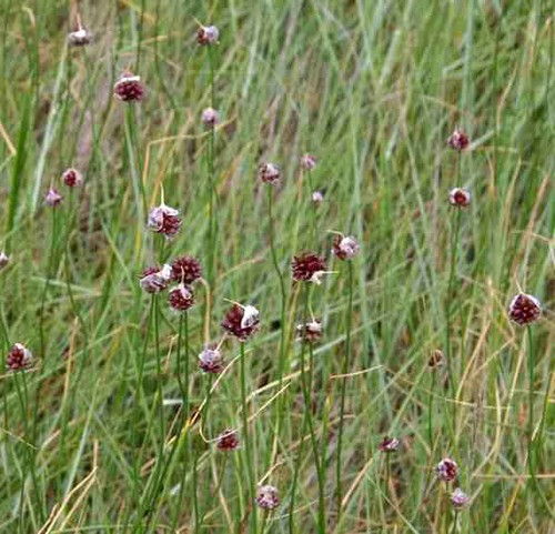 Crow garlic - , vineale)