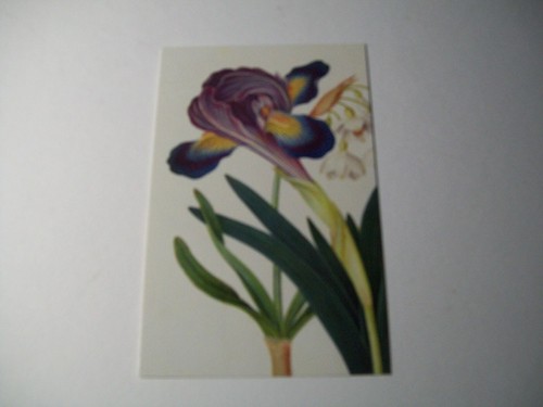 Iris snowdrop flower - iris,