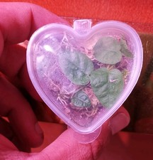 Terrarium Plant Vivarium Ficus pumila Love Heart Creeping Fig Rooted Dart frog