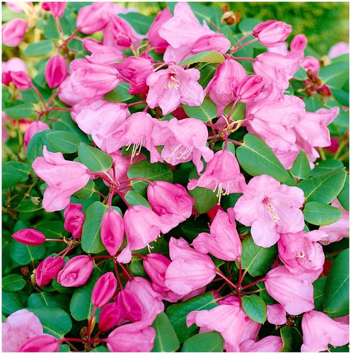 Litre dwarf rhododendron - 2,