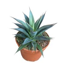 Agave Victoriae Shaka Koko |