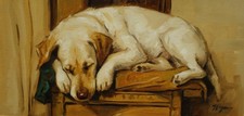 Original art - Oil painting - yellow Labrador dog - portrait by j payne