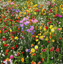 1000 Wildflowers - Pure Wild