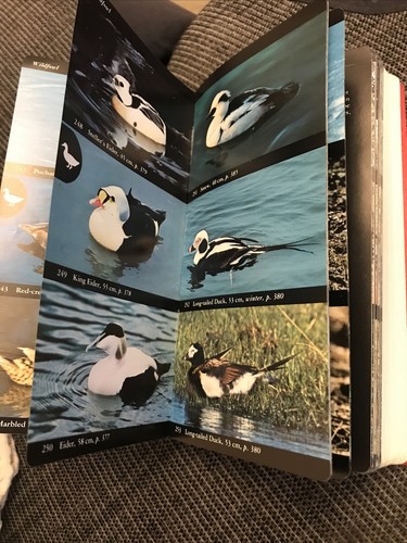 Collins bird guide scarce - bird,