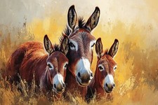 Donkey animal canvas picture - animal,