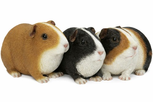 Guinea pig lifelike ornament - guinea,