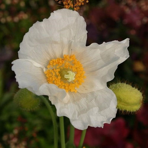 Meconopsis alba plug - meconopsis,