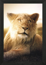 Young Lion Framed Wall Art