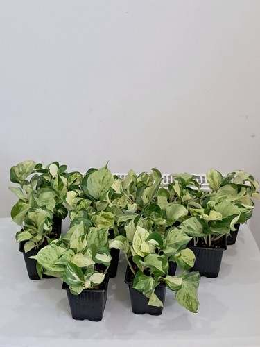 Manjula pothos plant - plant, ,