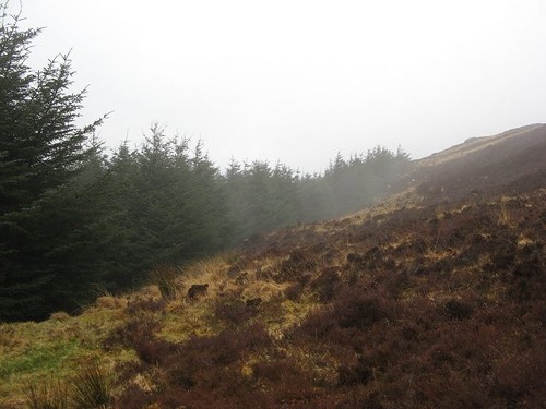 Photo 6x4 forest edge tom - photo,