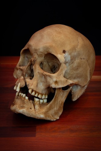 Viking skull replica - viking,