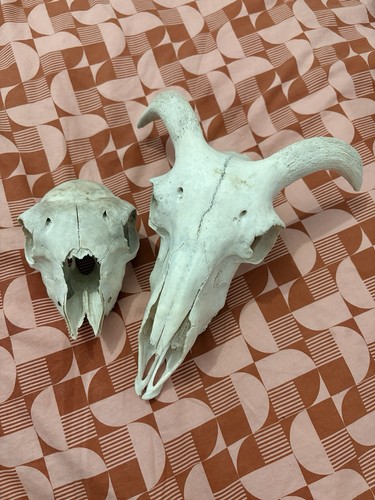 Sheep and ram - skull, taxidermy