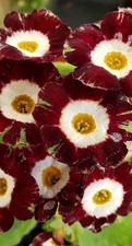 Primula auricula 'Dan Tiger' -