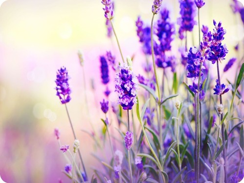 Purple lavender flowers - flowers, glass