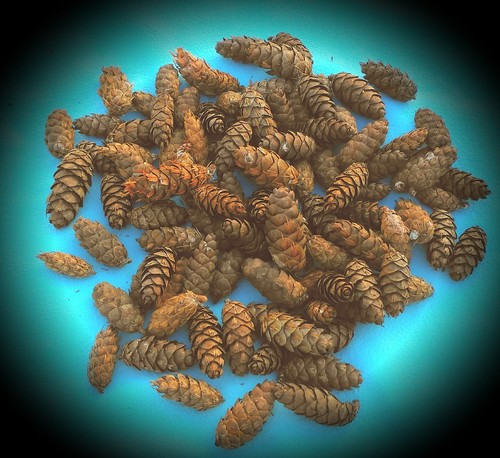 Pine cones - pine,