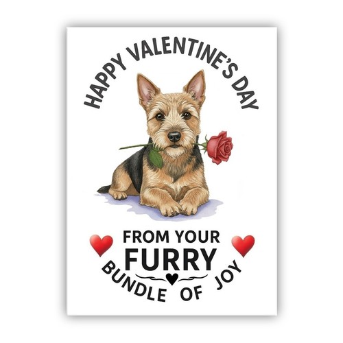 Australian terrier dog - australian,