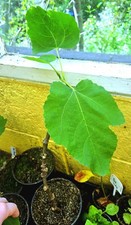Fig Tree Sapling Fully UK