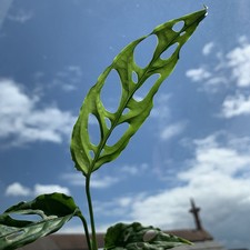 Monstera Obliqua Peru –