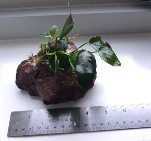 Anubias nana large lava - on,