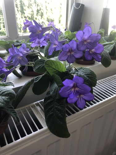 Streptocarpus plant tanya - streptocarpus,