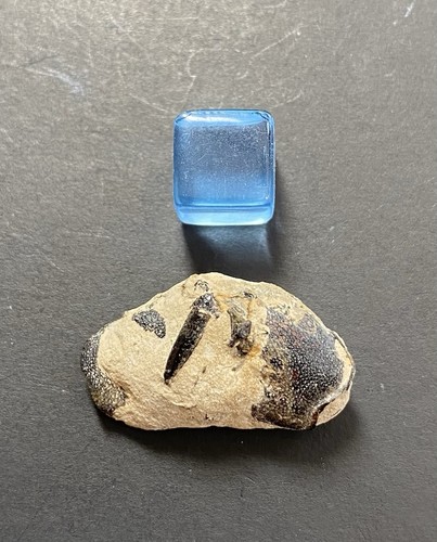Rare jurassic crustacean - rare,
