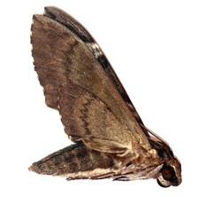 LEPIDOPTERA, SPHINGIDAE
