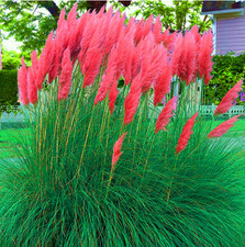 Red Pampas Grass Seeds Rare