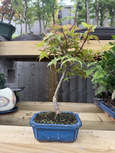 Japanese maple acer pre - japanese, pre-bonsai