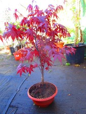 26inch inc. pot OUTDOOR Bonsai