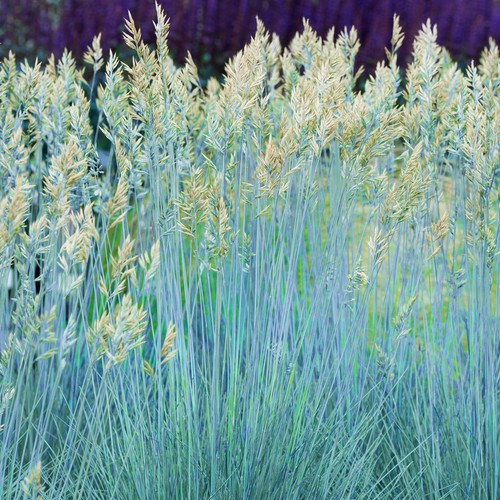 Festuca glauca intense - festuca, |