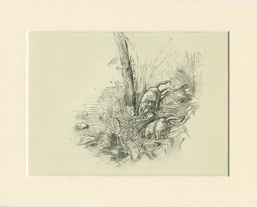 Border terrier dogs vintage - dogs,