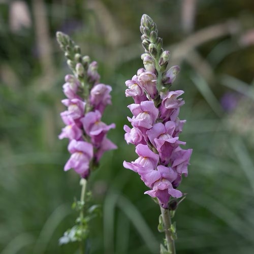 Snapdragon potomac lavender - snapdragon,