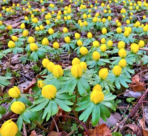 Aconite corms eranthis - 15,