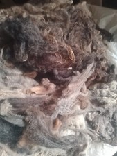 Shetland unwashed raw sheep