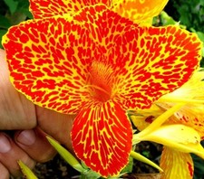Canna Maui Punch| Exotic plant