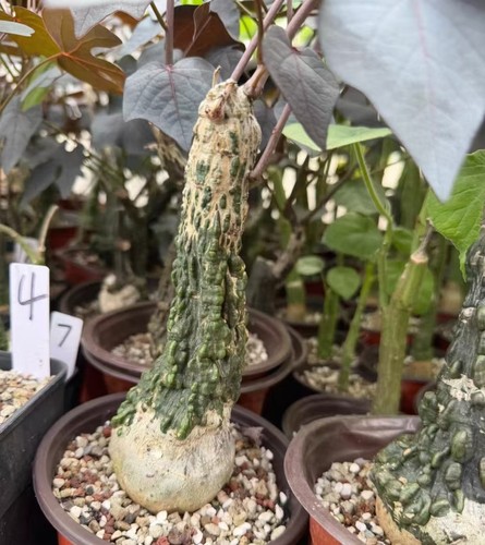 Adenia stylosa caudex garden - adenia,