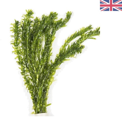Elodea densa stem pack for - elodea,
