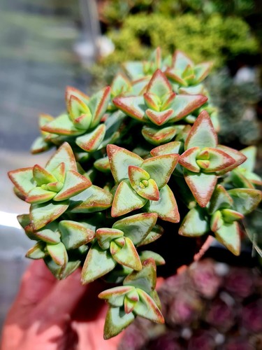 Crassula rupestris high - rupestris,