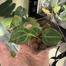 Anthurium (bw x m (black widow