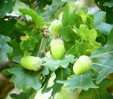 10x ? Oak, Quercus Robur, English Oak Tree Acorns  /  Seeds  - UK Seller ? 