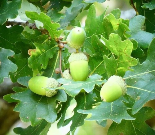 10x oak quercus robur - 10x, 🌳
