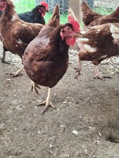 12+    Pure breed Rhode Island