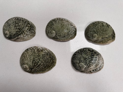 Abalone shells approx 10cm - 5x,