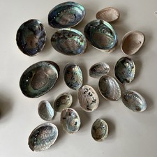 Iridescent Abalone Shells Seashell Ocean Decoration Collection Various Sizes 5”