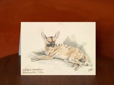 African Wild Dog by Charles Hamilton Smith - A5 Art Print Card