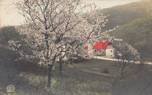 B470 real photo 1912 - b470, blossom