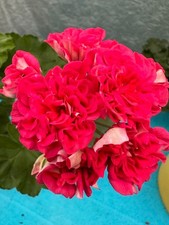 Pelargonium Lia 1715с (2025)